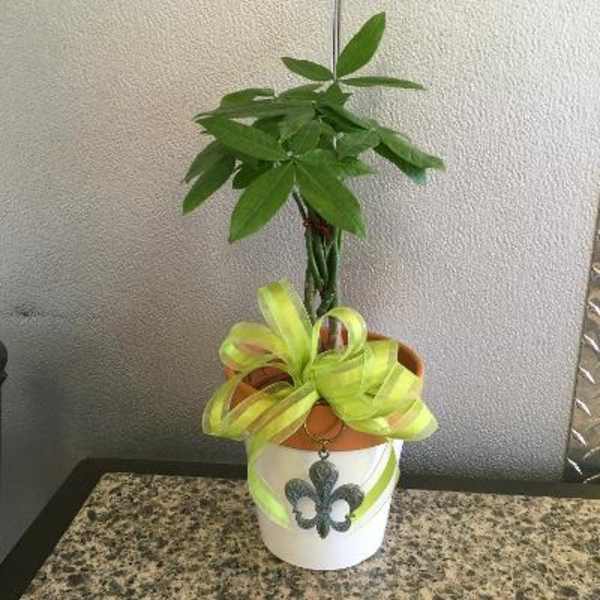 Potted green plant with a decorative ribbon on a white container