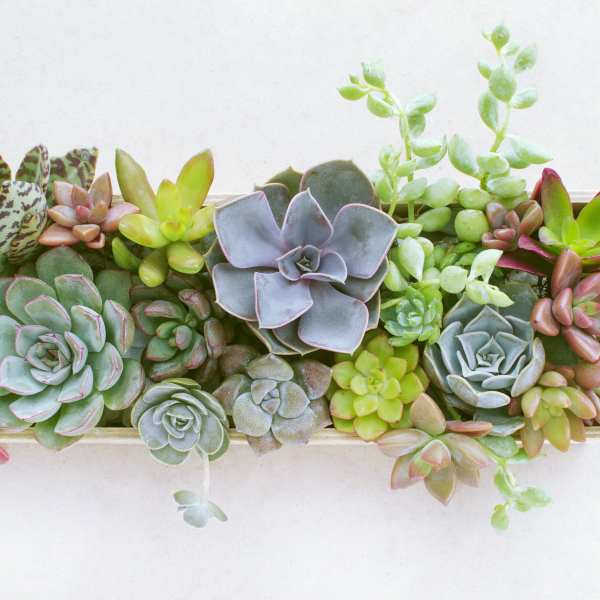 Rectangular succulent arrangement with rosette plants in a shallow planter
