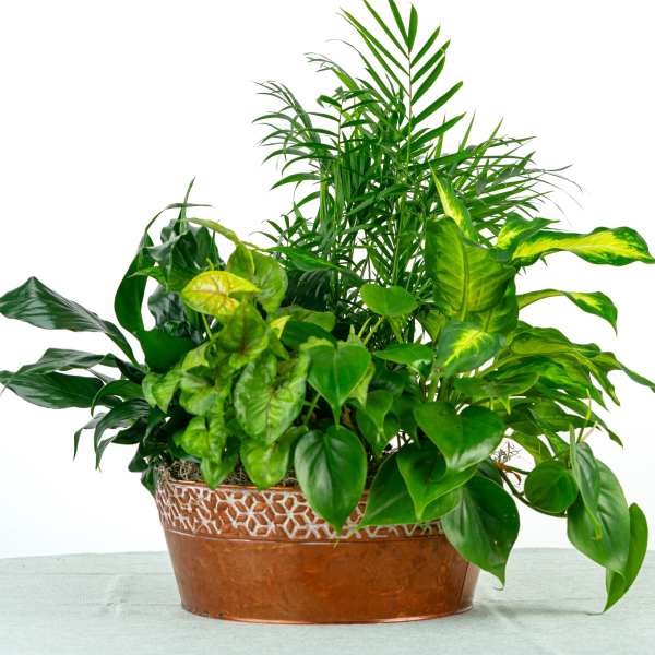 Mixed green houseplants in a low copper metal planter