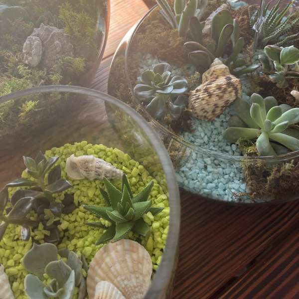 Glass terrariums filled with assorted succulents and decorative shells