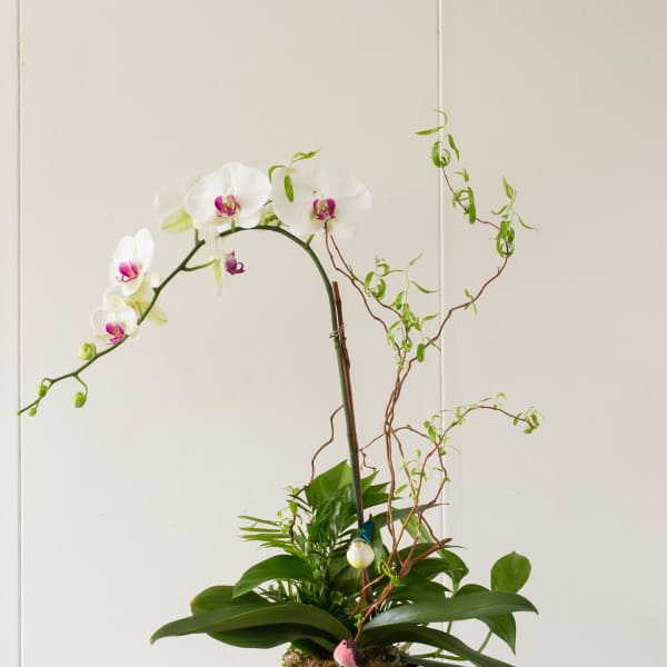 White orchids in a lime green pot with decorative branches