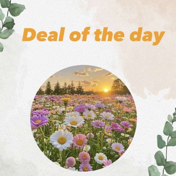 Graphic with a field of colorful daisies at sunset and the text "Deal of the day"
