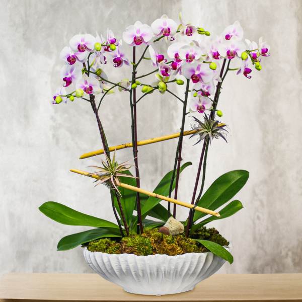 White and purple orchids arranged in a white bowl planter