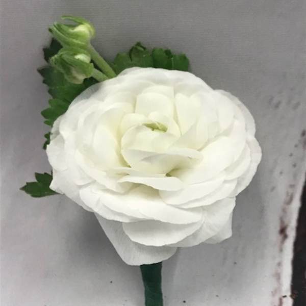 White ranunculus boutonniere with green accents