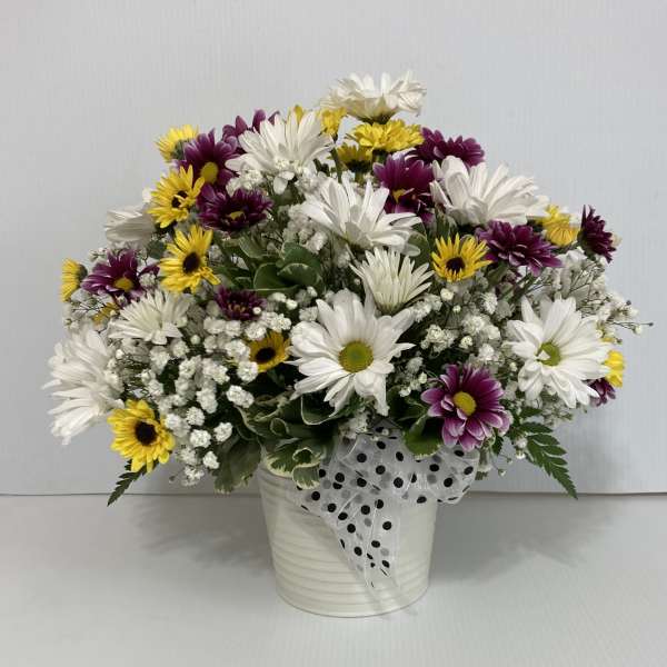 Mixed daisy bouquet in a white pot with a polka-dot ribbon