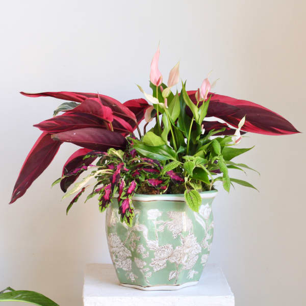 Potted tropical plant arrangement in a decorative green ceramic planter