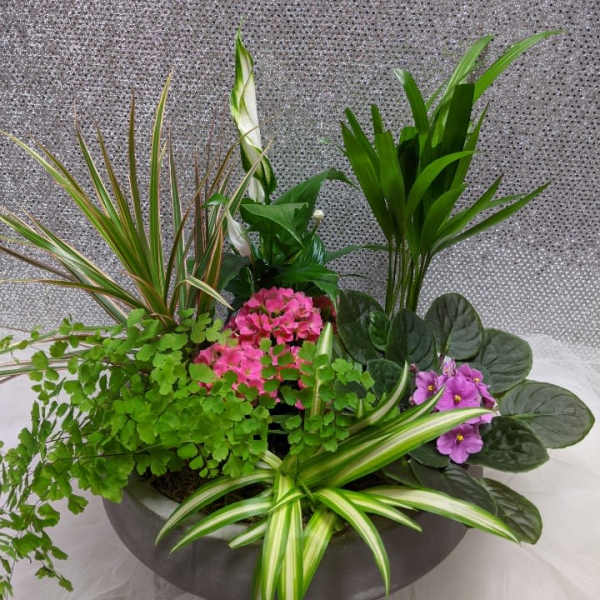 Mixed potted arrangement with pink and purple flowers and assorted foliage