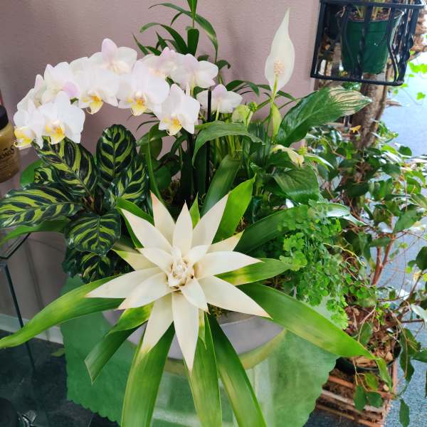 White orchids and a peace lily in a planter with large green leaves.