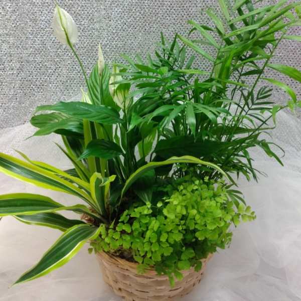 Potted green plant arrangement with white blooms in a woven basket
