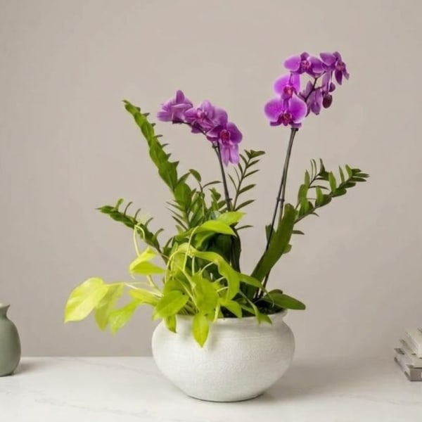 Purple orchids in a white ceramic pot with bright green foliage
