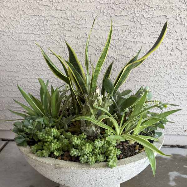Succulent planter in a white pedestal bowl