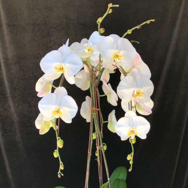 White orchid plant in a textured white pot