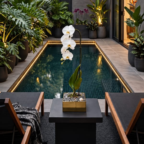 White orchid in a square planter beside a modern pool
