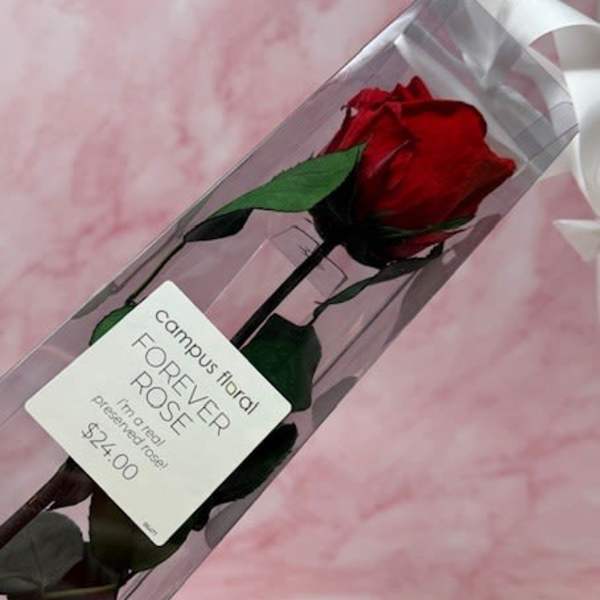 Forever Preserved Rose