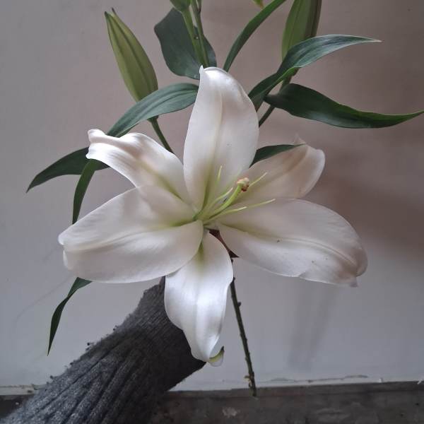 White lily bloom with unopened buds and long green leaves