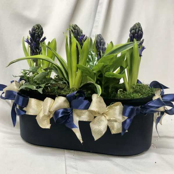 Potted arrangement of purple hyacinths in a black container with blue and gold ribbon