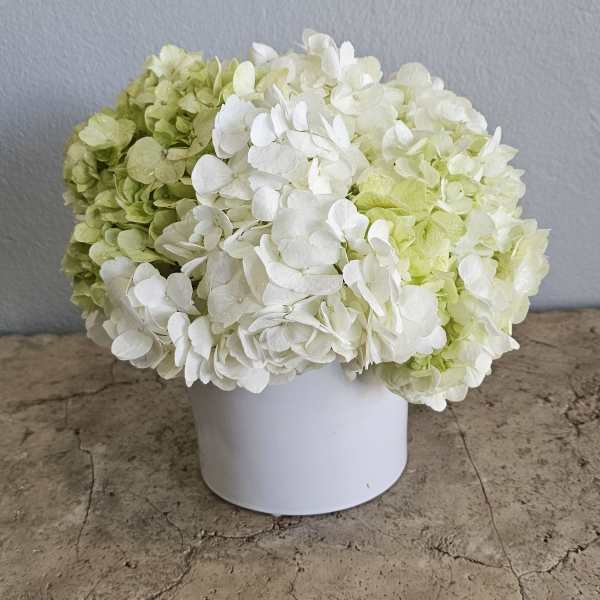 White and pale green hydrangeas arranged in a white container