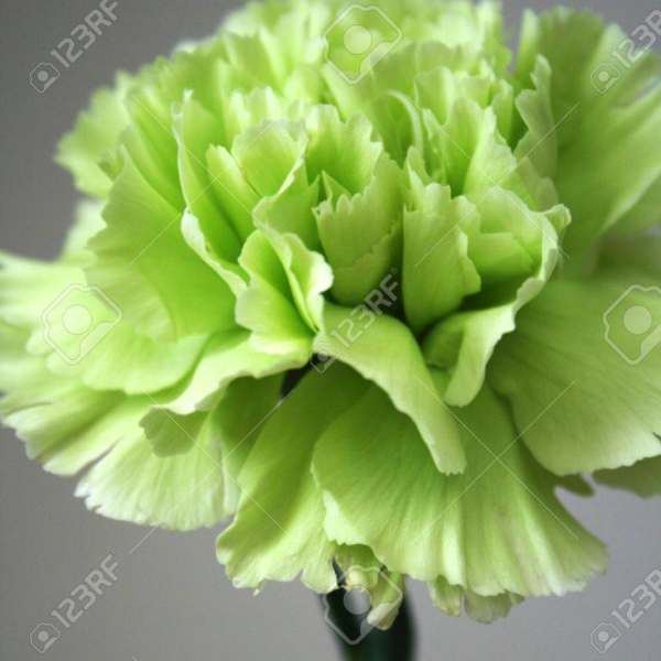 Close-up of a light green carnation bloom on a stem