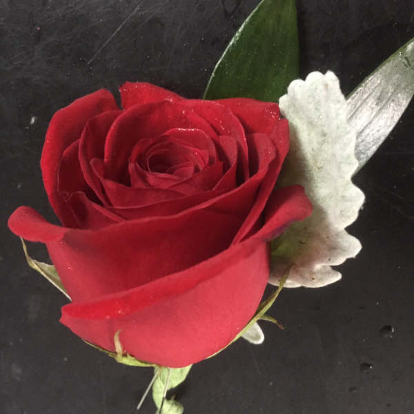 Single red rose with white accent petals on a dark background
