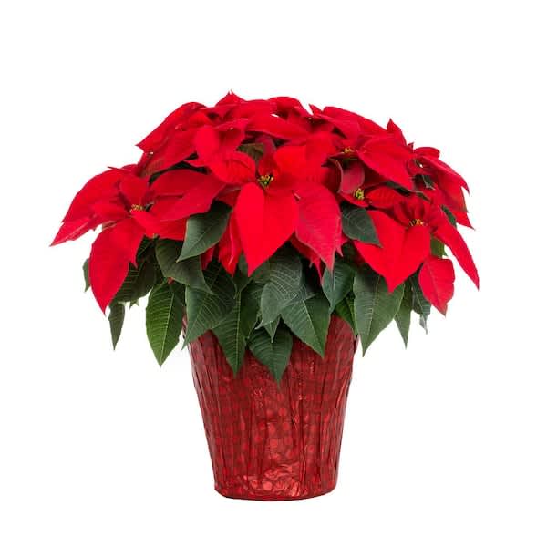 Red poinsettia plant in a red textured pot