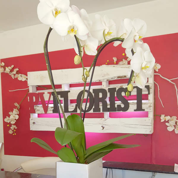 White orchid plant in a square white pot