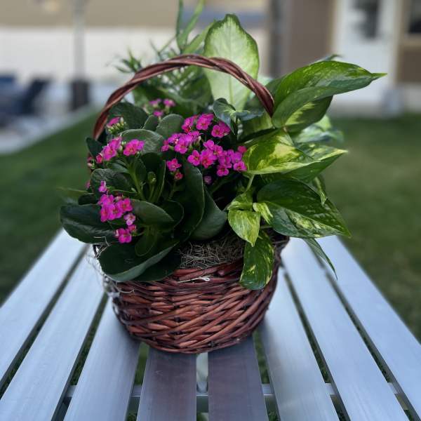 Basket of pink flowering plants with glossy green foliage