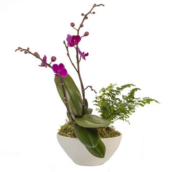 Double Purple Mini Orchid & Plant
