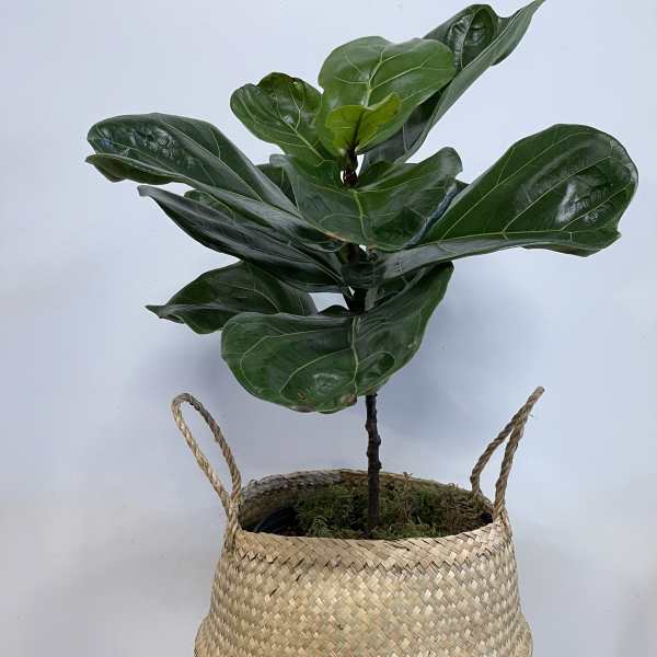 Potted fiddle leaf fig plant in a woven basket