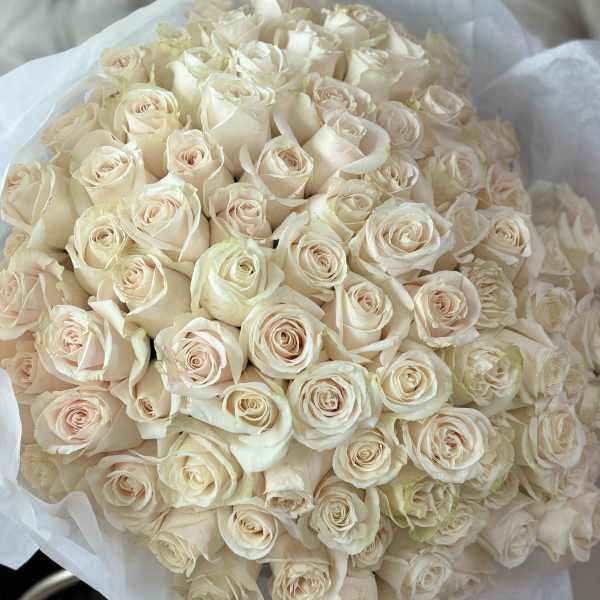 Large bouquet of cream roses wrapped in white paper