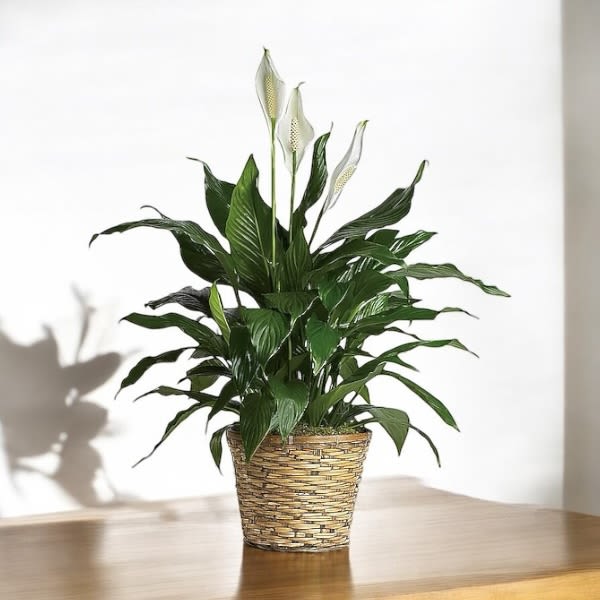 Potted peace lily plant with white blooms in a woven basket on a wooden table