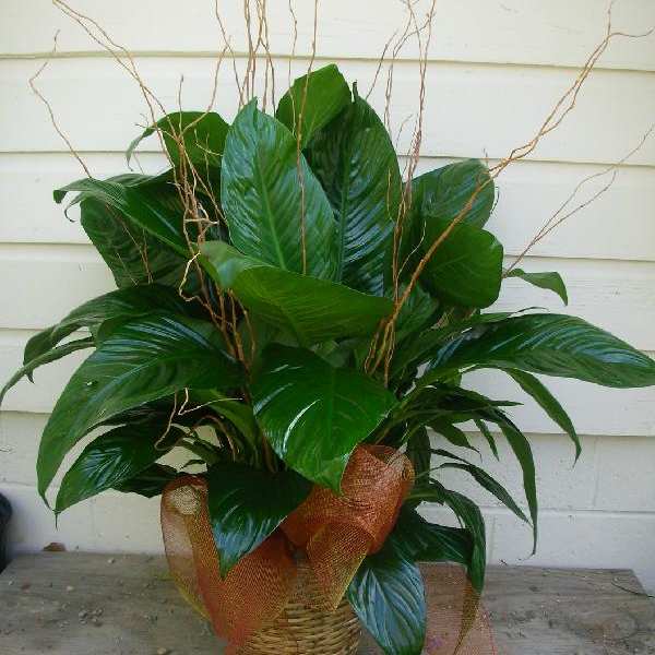 Potted green plant arrangement in a woven basket with decorative twigs