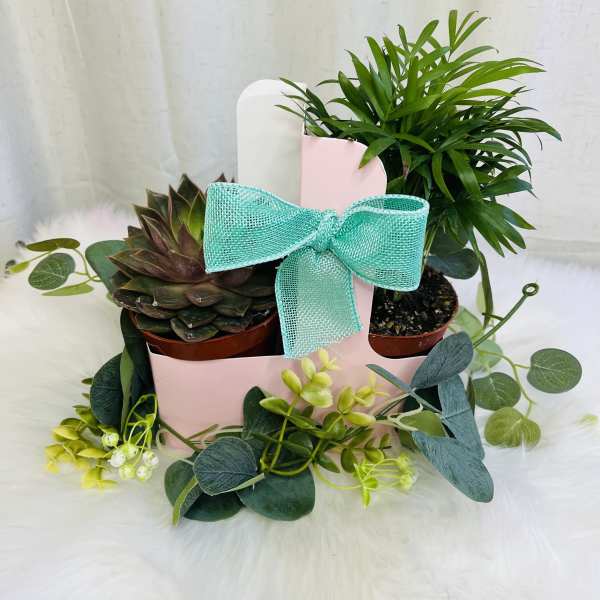 Two potted plants in a pink gift box with a turquoise bow