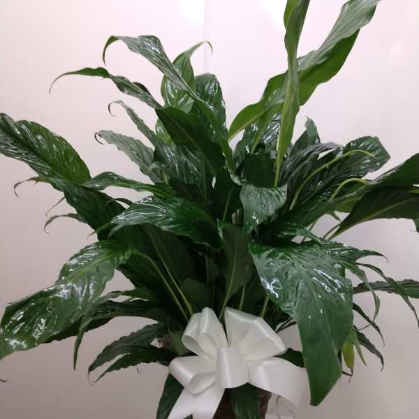 Potted green plant with glossy leaves and a white ribbon bow