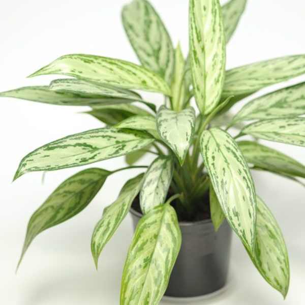 Potted plant with long variegated green leaves in a black container