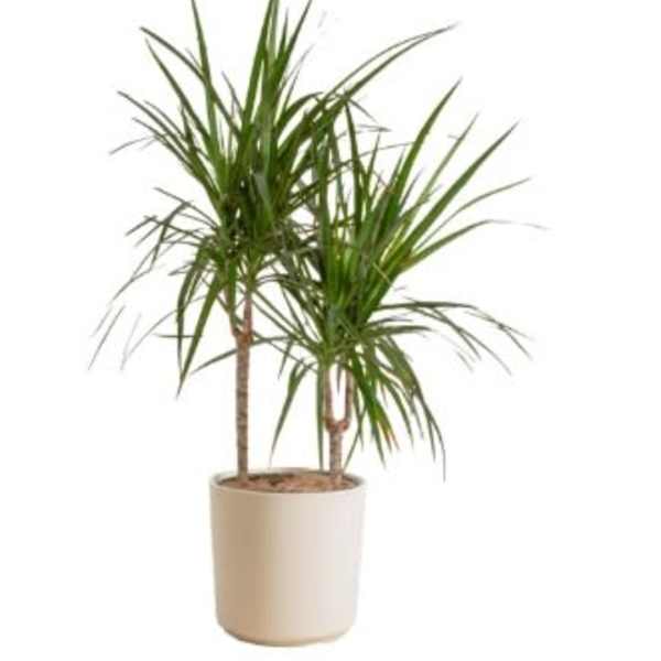 DRACAENA PLANT