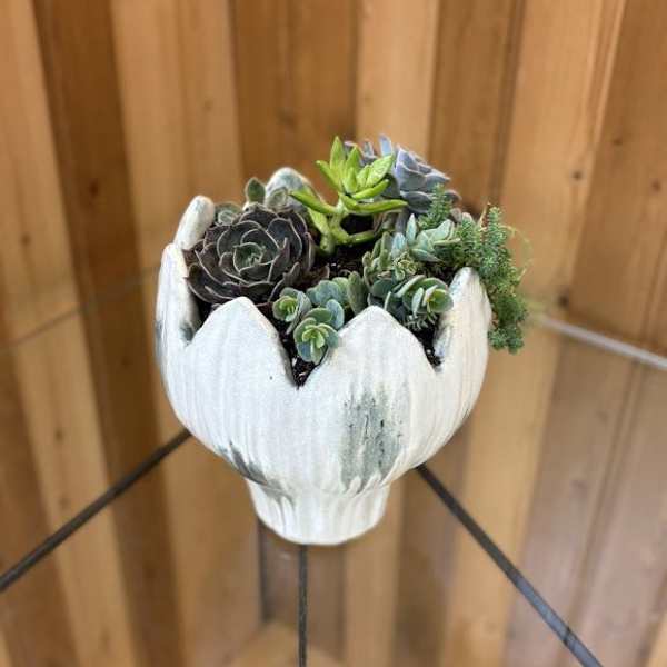 Succulent Garden - Tulip Container