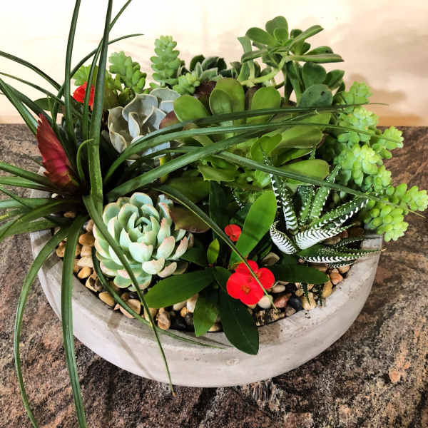 Succulent arrangement in a shallow white bowl with red accents