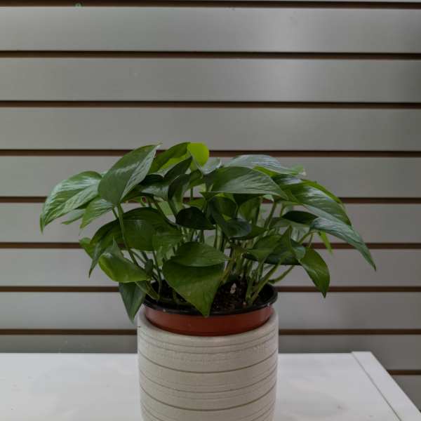 Potted green houseplant in a beige ceramic planter