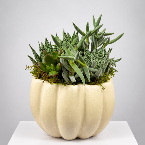 Succulent arrangement in a cream pumpkin-shaped planter