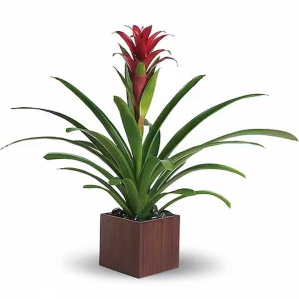 Potted plant with long green leaves and a red flower spike