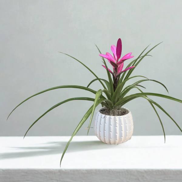 Pink Bromeliad