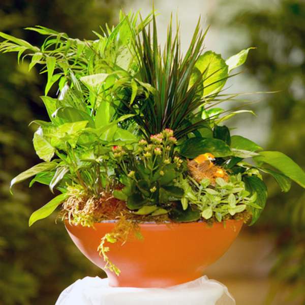 Lush green plant arrangement in an orange bowl planter