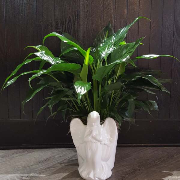 Potted green houseplant in a white angel-shaped ceramic planter