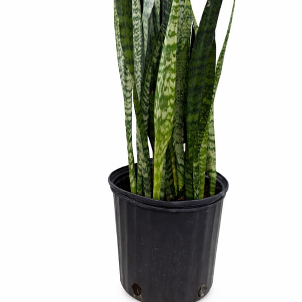 Potted snake plant with tall variegated green leaves