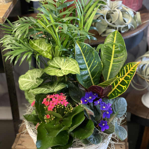 Mixed potted plants and small flowering plants in a white basket