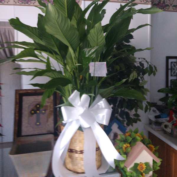 Tall potted green plant in a woven basket with a white ribbon