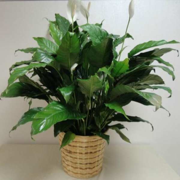 Potted green houseplant with white blooms in a woven basket