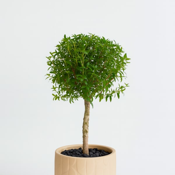 Olive Grove Myrtle Topiary