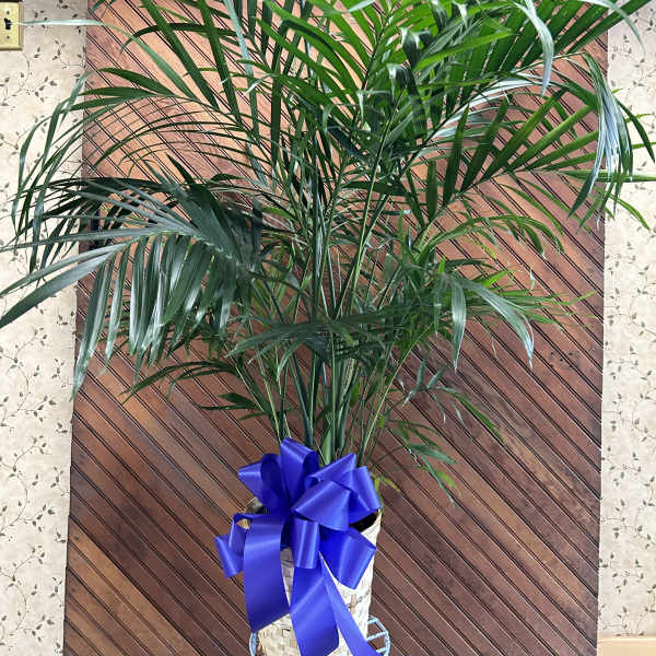 Tall potted palm plant with a blue ribbon bow