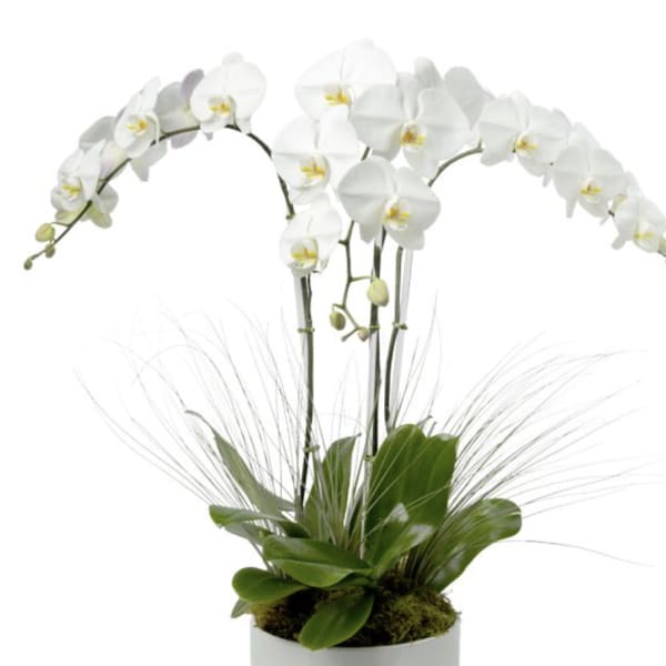 White orchid plant in a white pot with arching blooms